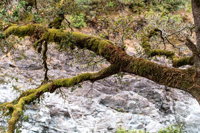 20150823_130135 D4S.jpg - Tree, bank of Smith River, CA